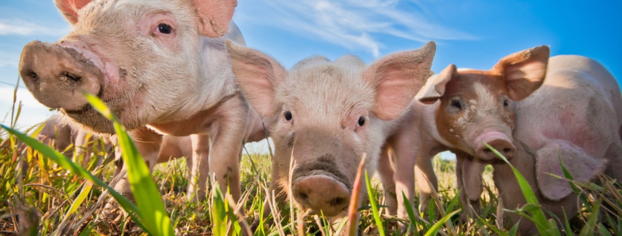 natuurlijk gezonde dieren